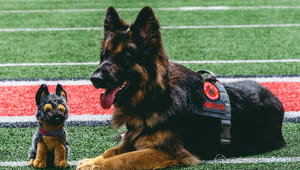 Buckeye Paws' dog, Ellie, laying down with plush