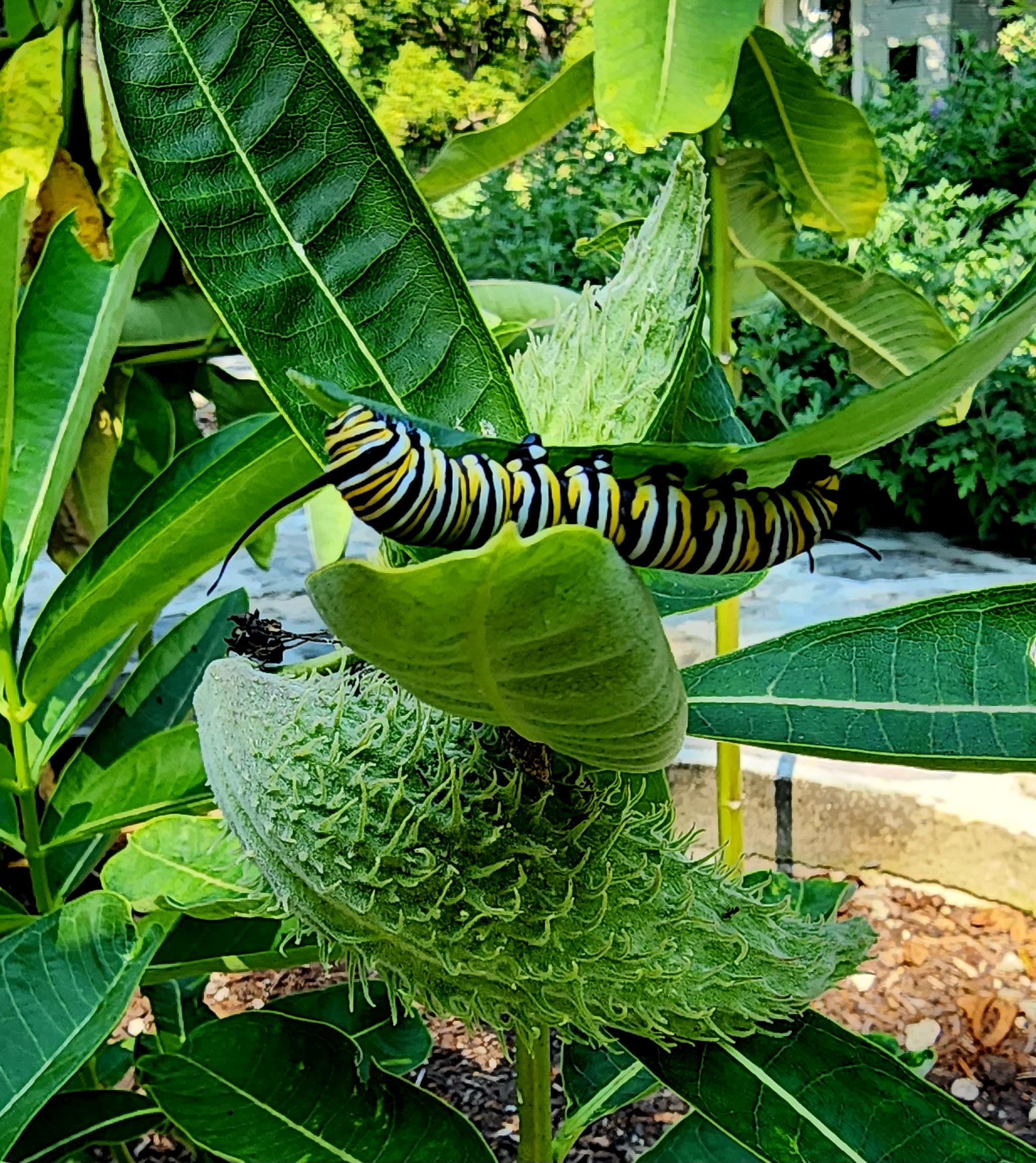 Monarch caterpillar on milkweed