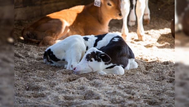 Black and white calf laying down sleeping in shavings.
