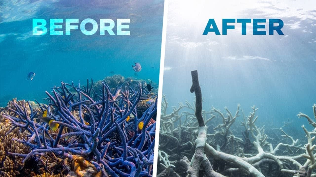 Image result for coral reefs dying before and after