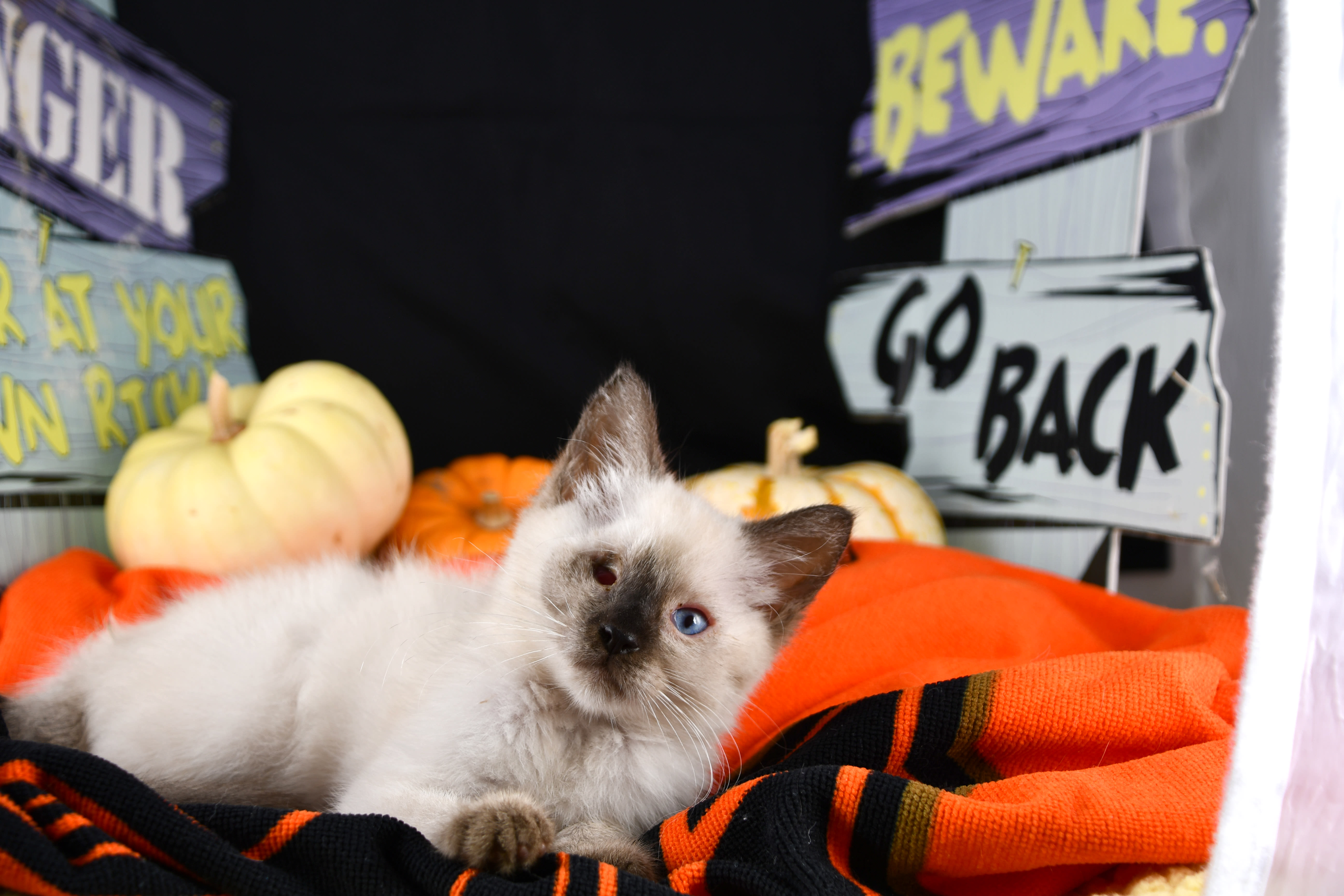 Cal poly cat shelter outlet
