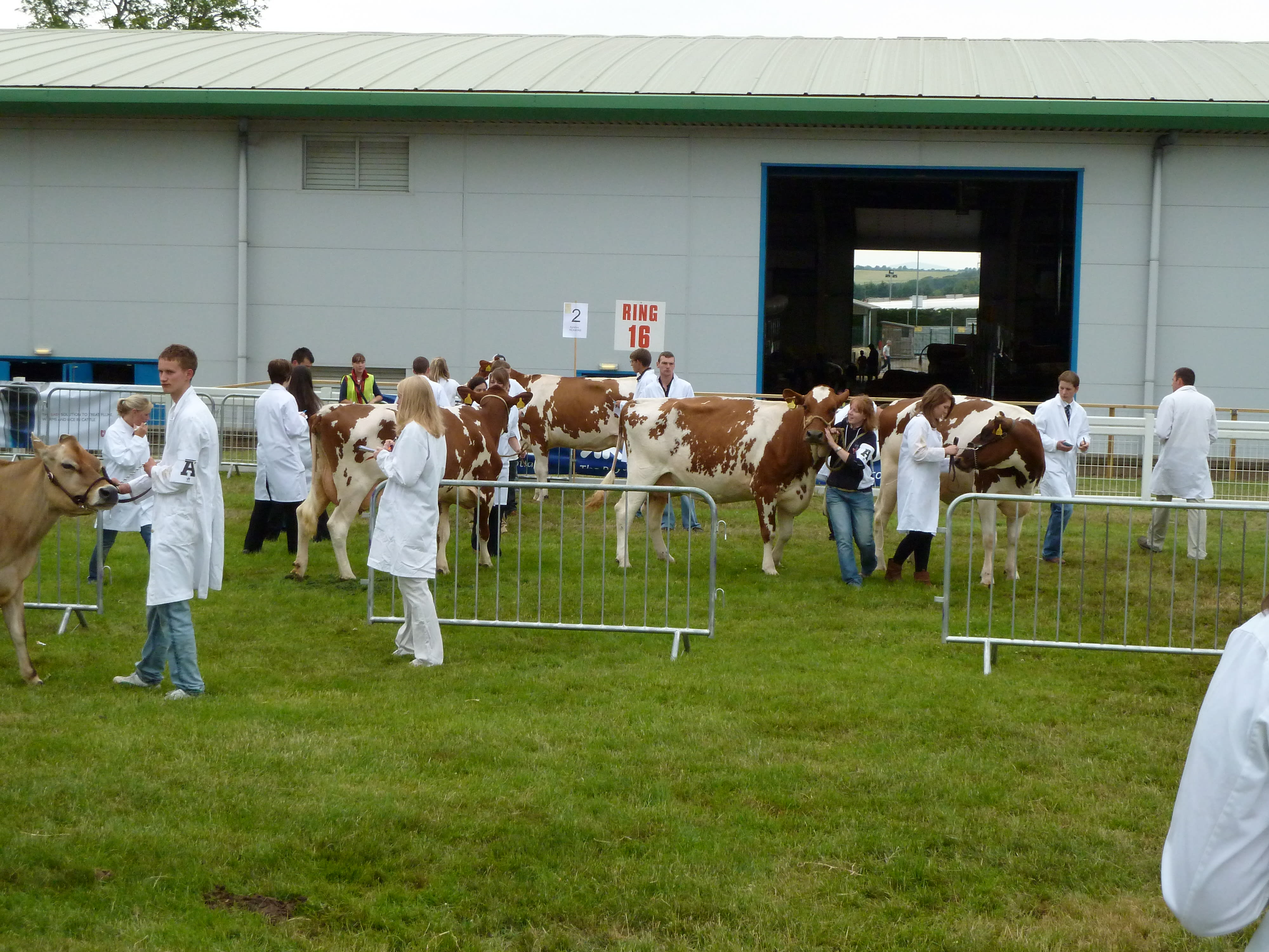 Contest participants, dressed in white coats, stand with cows
