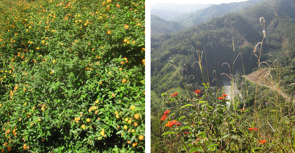 Invasive Lantana in Hawaii vs. native Lantana in the Dominican Republic