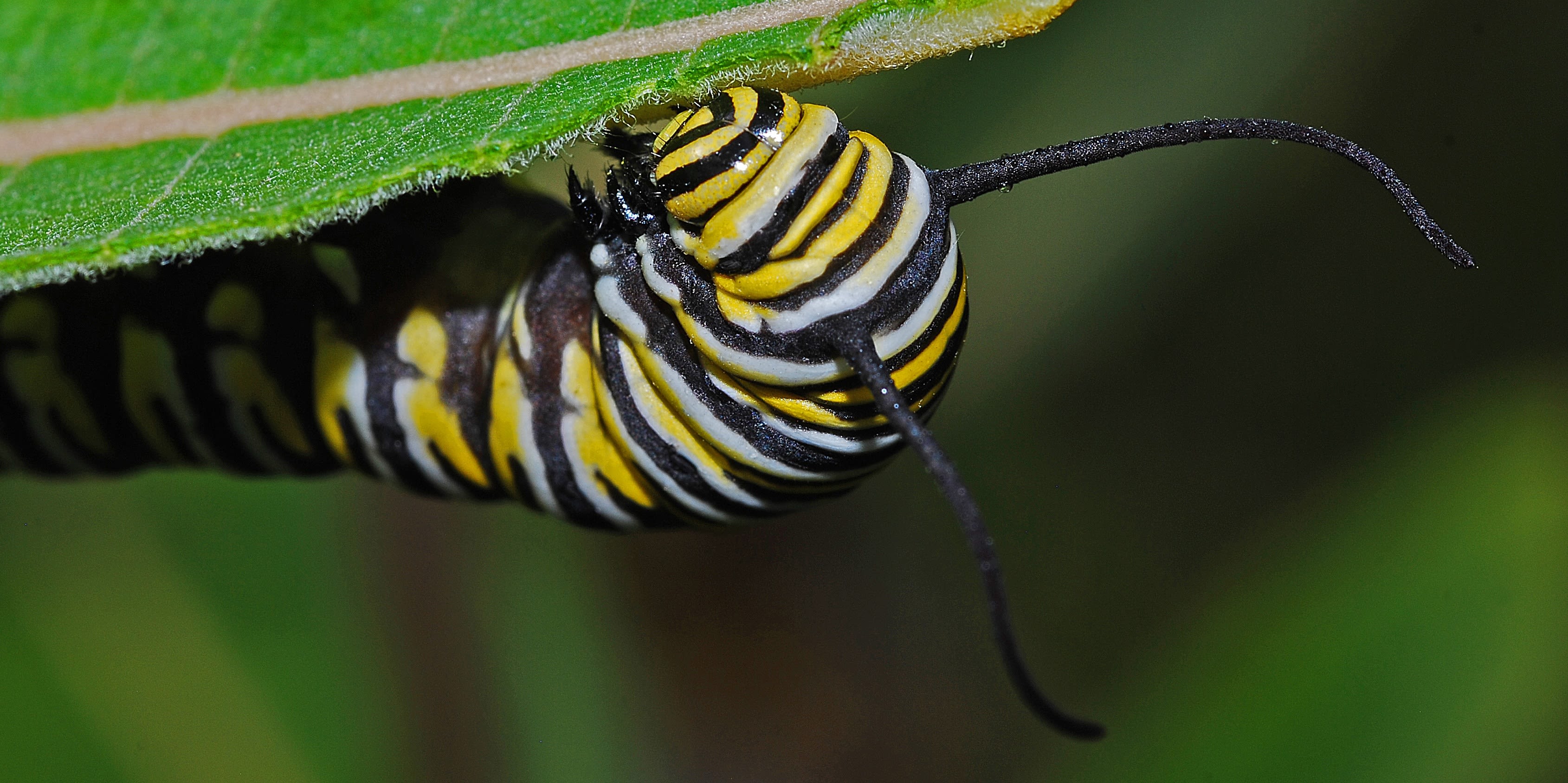 Monarch caterpillar on milkweed