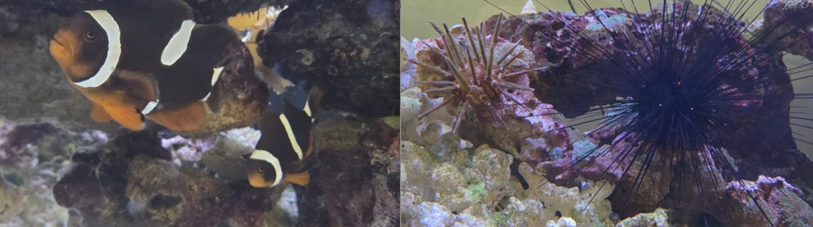 (left) Clownfish pair enjoying their cave structure; (right) A black long-spined sea urchin and a species of pencil urchin on live rock.
