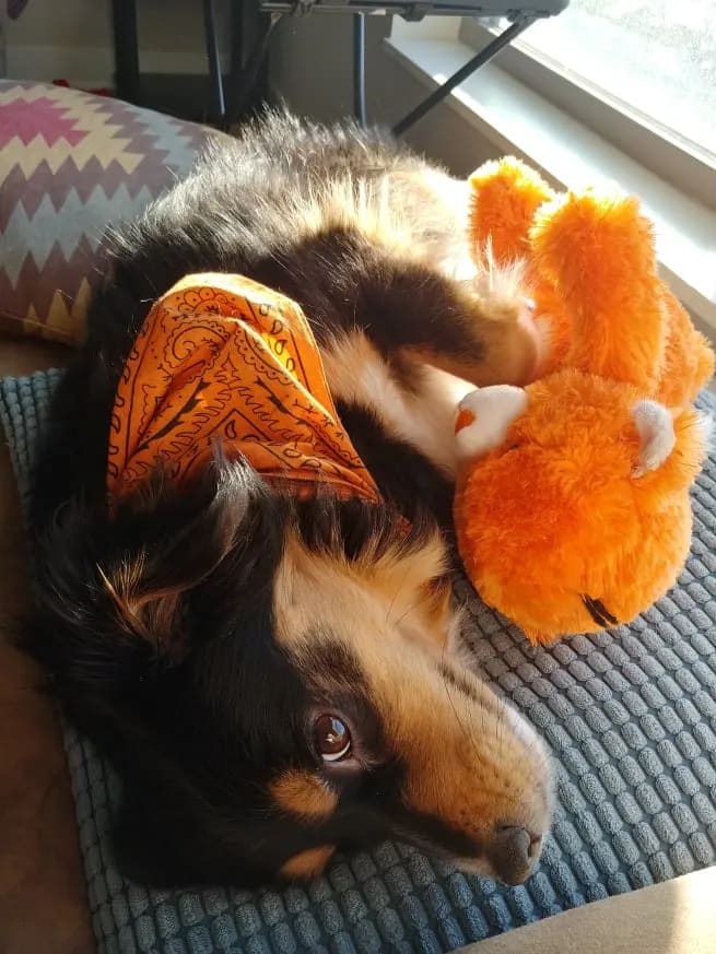 Isabella, a dog, lays with her toy