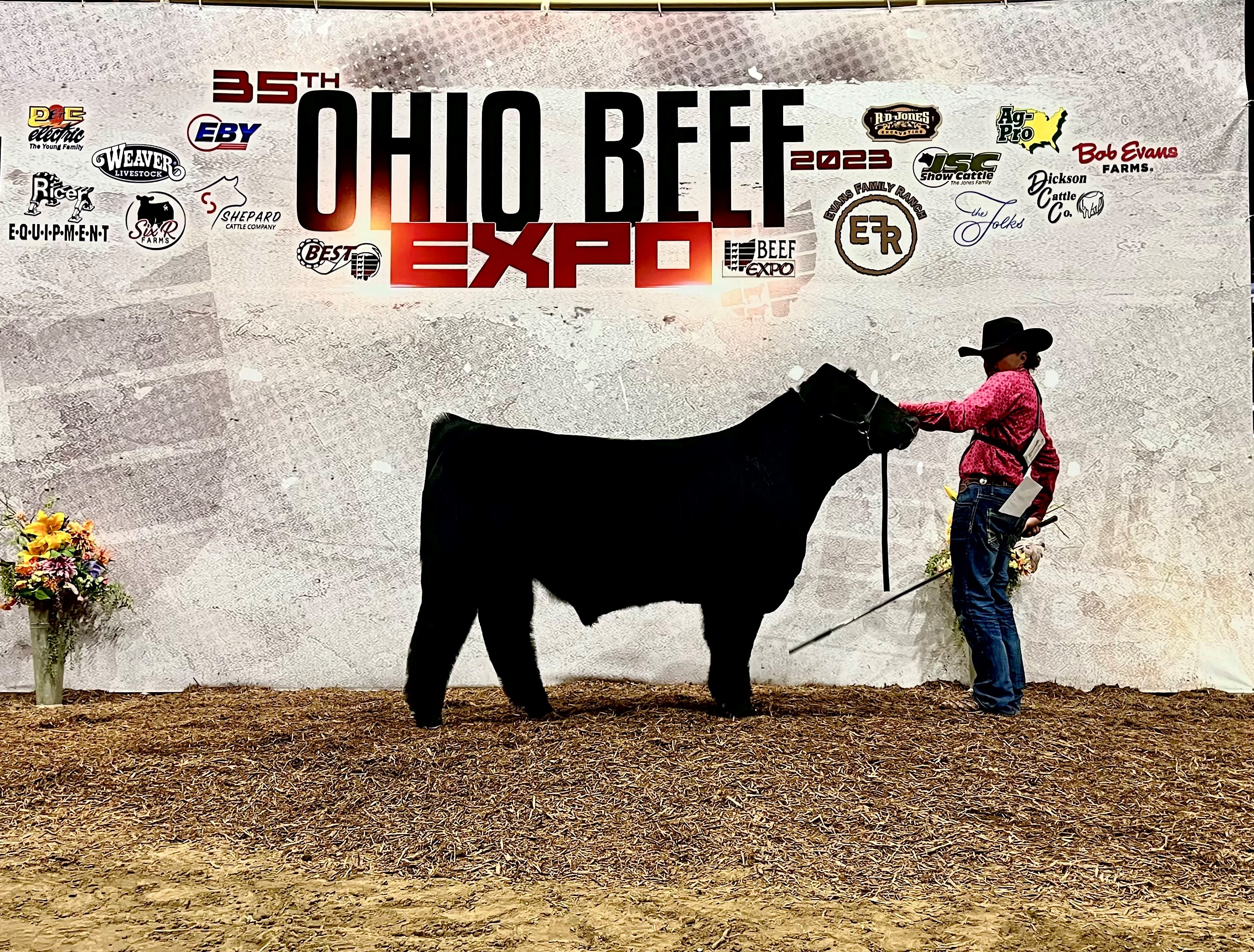 Individual holding onto a steer at the Ohio Beef Expo