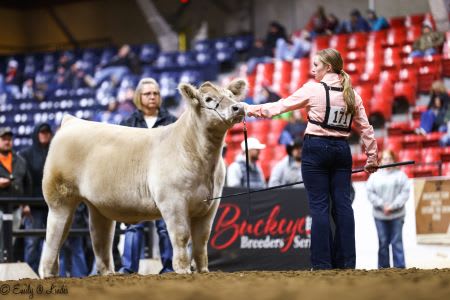 Individual showing her steer at a competition