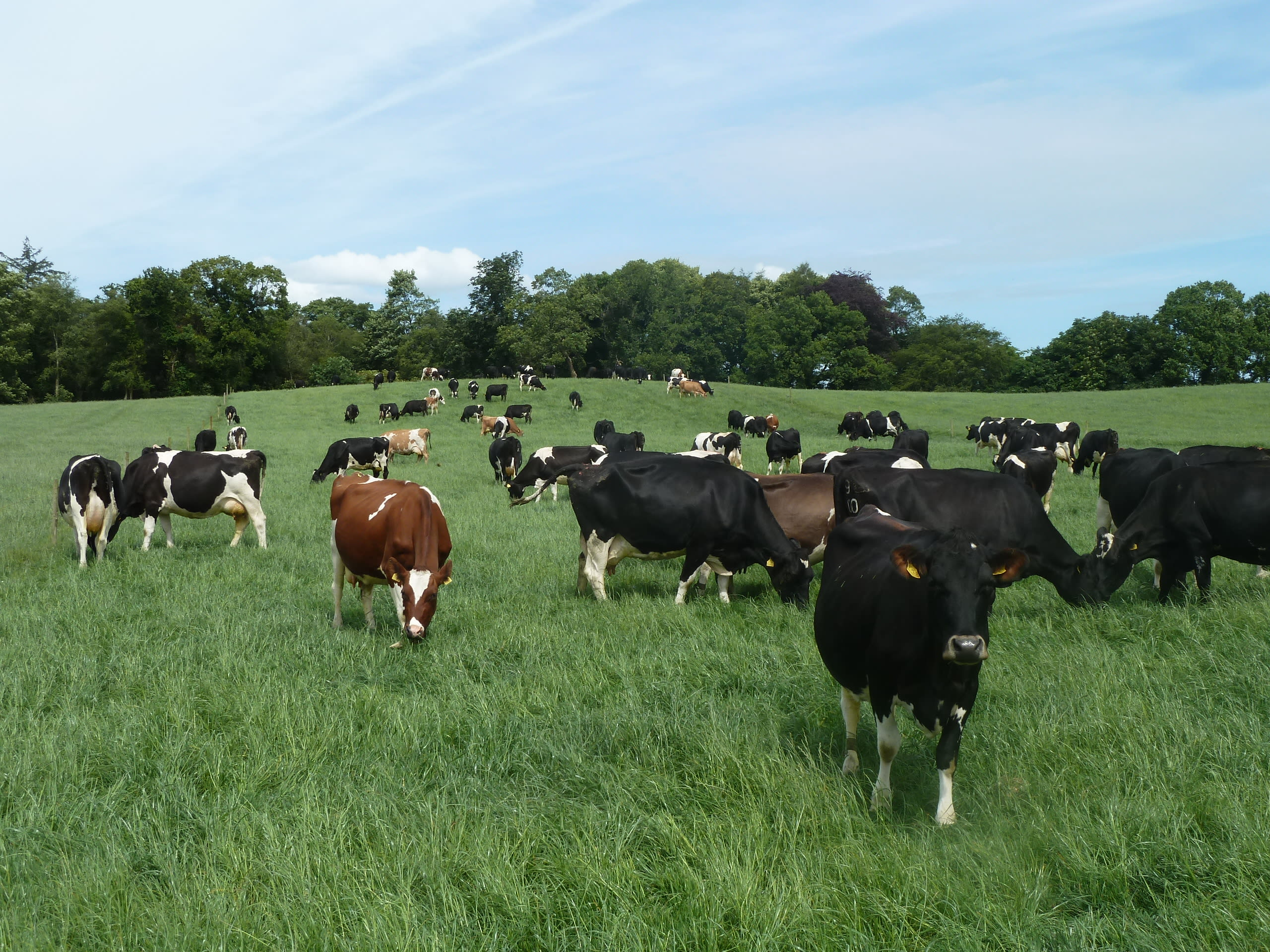 Grazing cows in a dairy farm field in Ireland