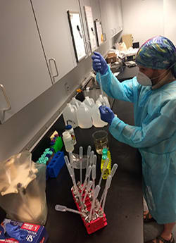 Graduate student prepares samples for starch analysis