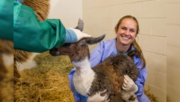 Clinician holding baby alpaca while student pets it's head.