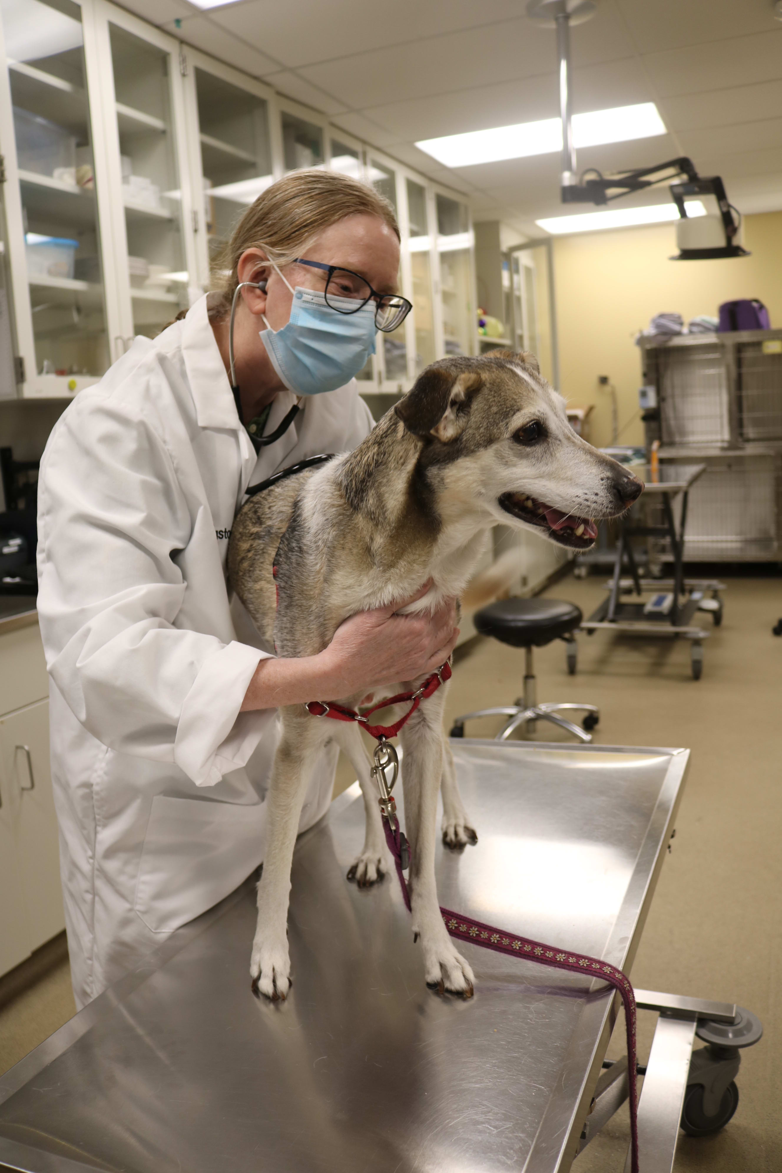 Veterinarian holding a dog still for an exam