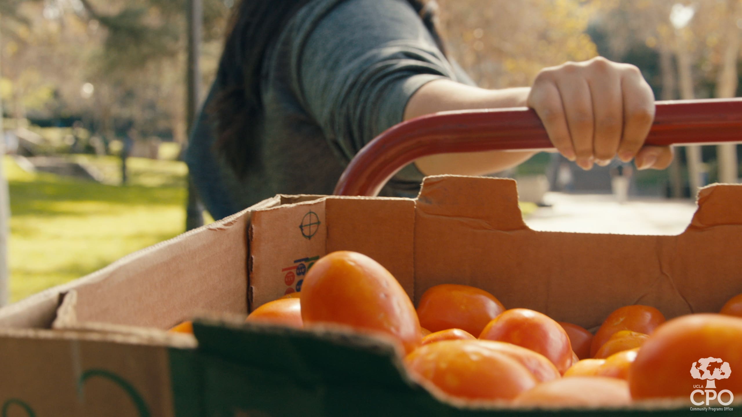 Students bring fresh produce to the CPO Food Closet