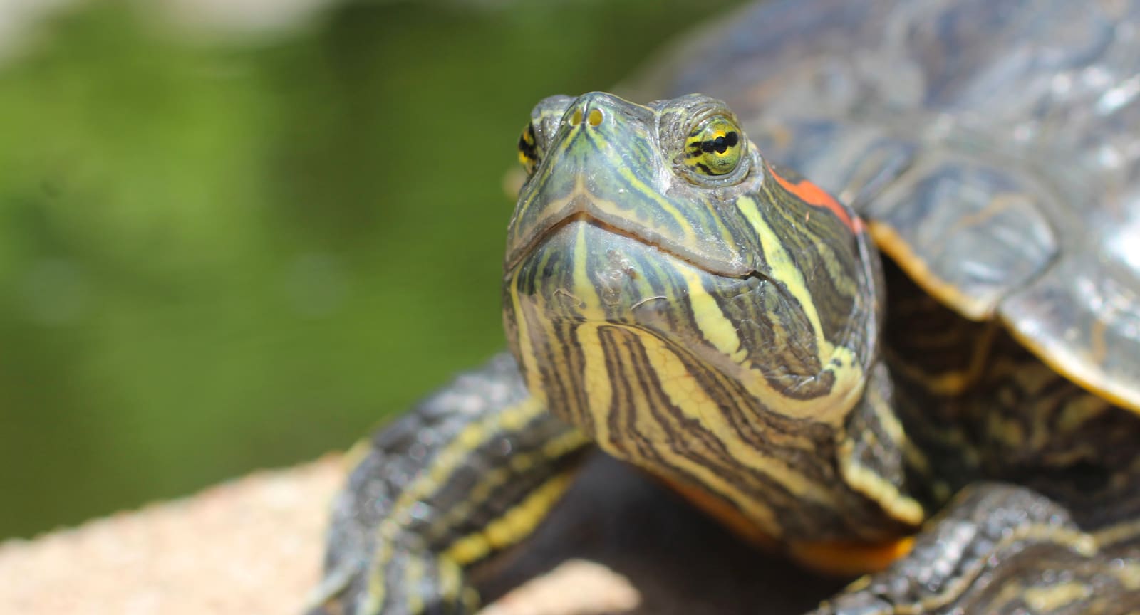 A close up of a turtle

Description automatically generated
