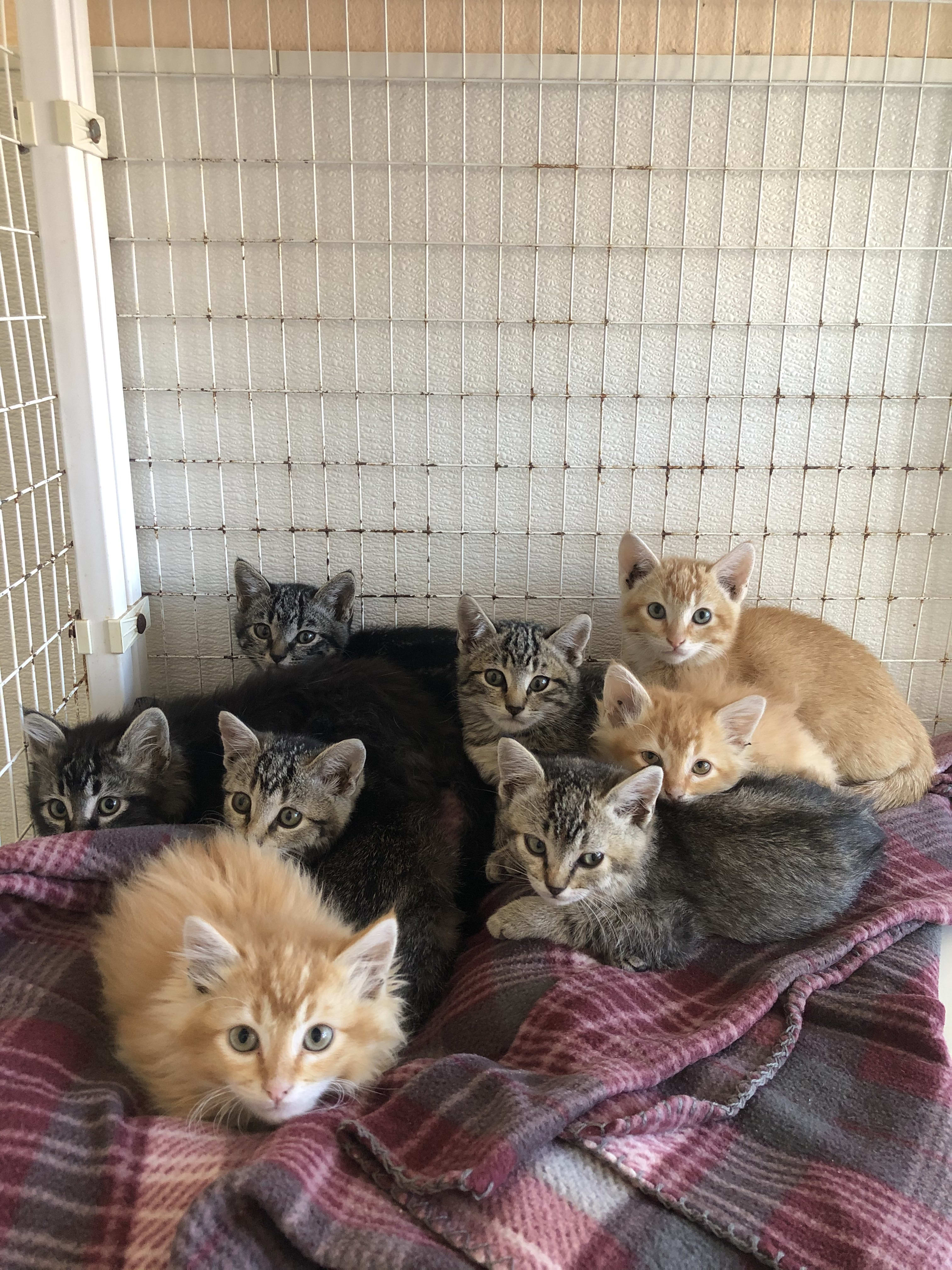 Cal poly cat shelter best sale