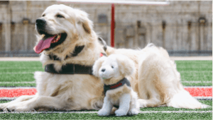 Buckeye Paws' dog, Shiloh, laying down with plush