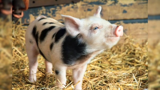 Pink and black piglet sniffing the air while standing in shavings.