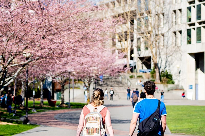 Western students walking to class on a beautiful spring day with cherry blossoms in the background