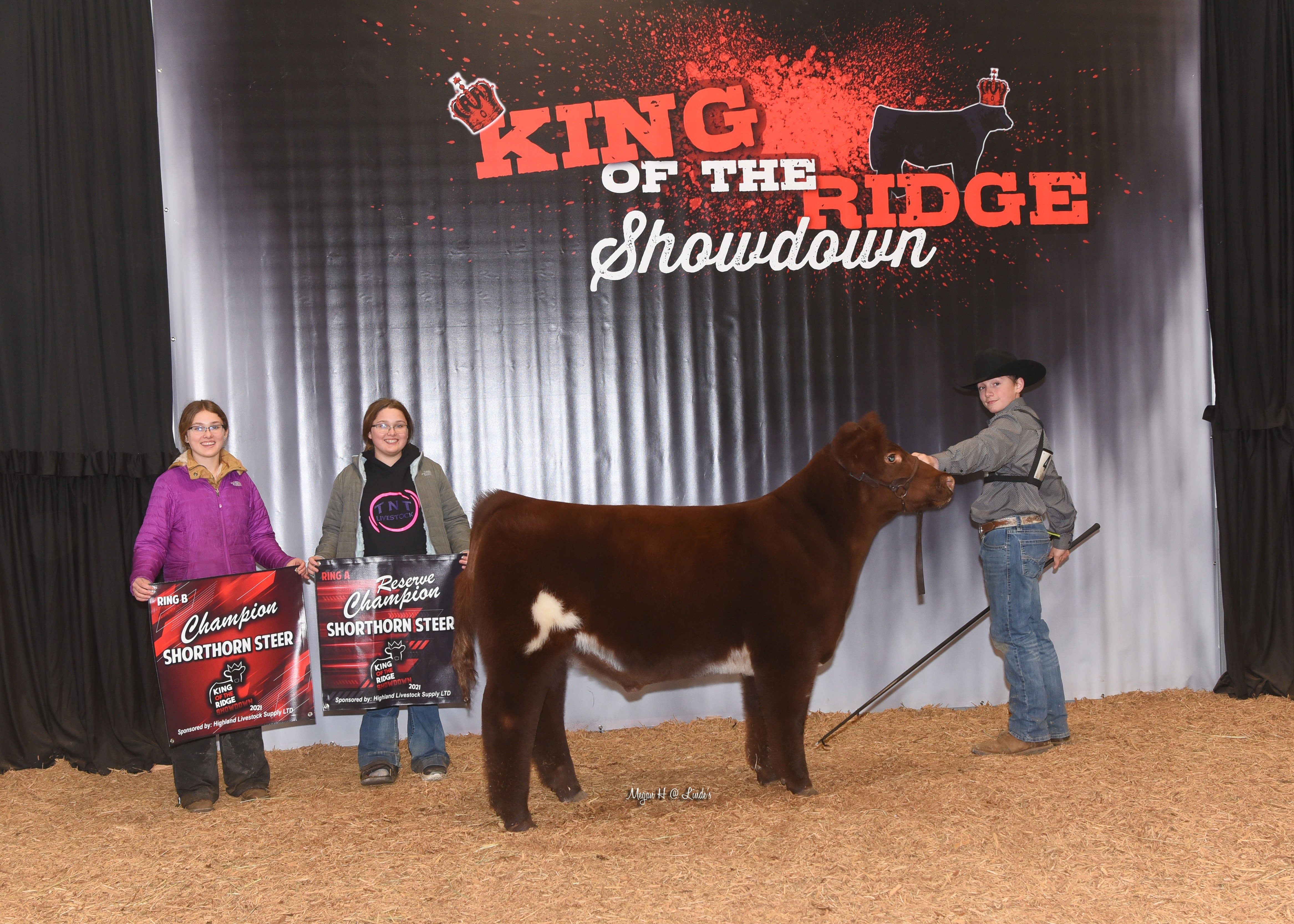 A boy holds a brown and white cow for showing. To their rear are two individuals holding red Steer posters