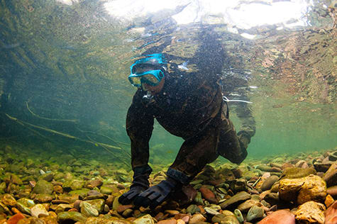 A UM student looks for fish while snorkeling Rattlesnake Creek as part of their Fisheries Techniques class