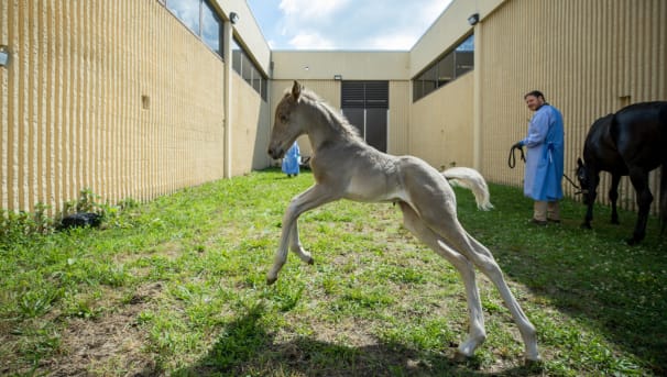 Foal jumping in a grass lot at the teaching hospital. Student holding mom's halter in background.
