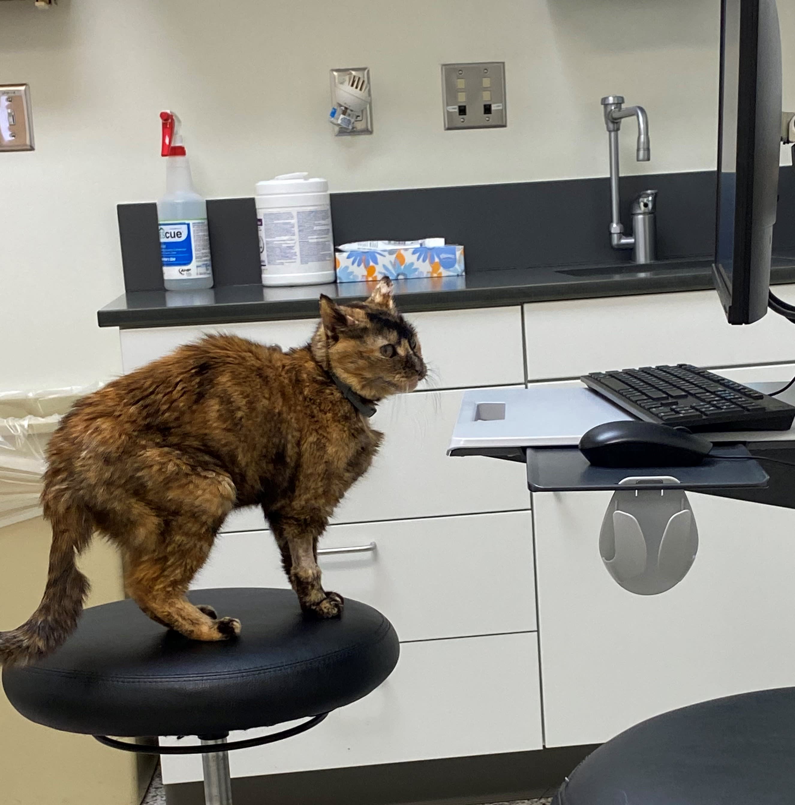 Cat sitting on stool in office looking at a computer screen