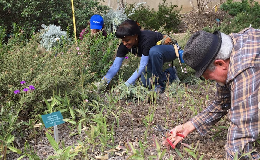 photo of garden volunteers