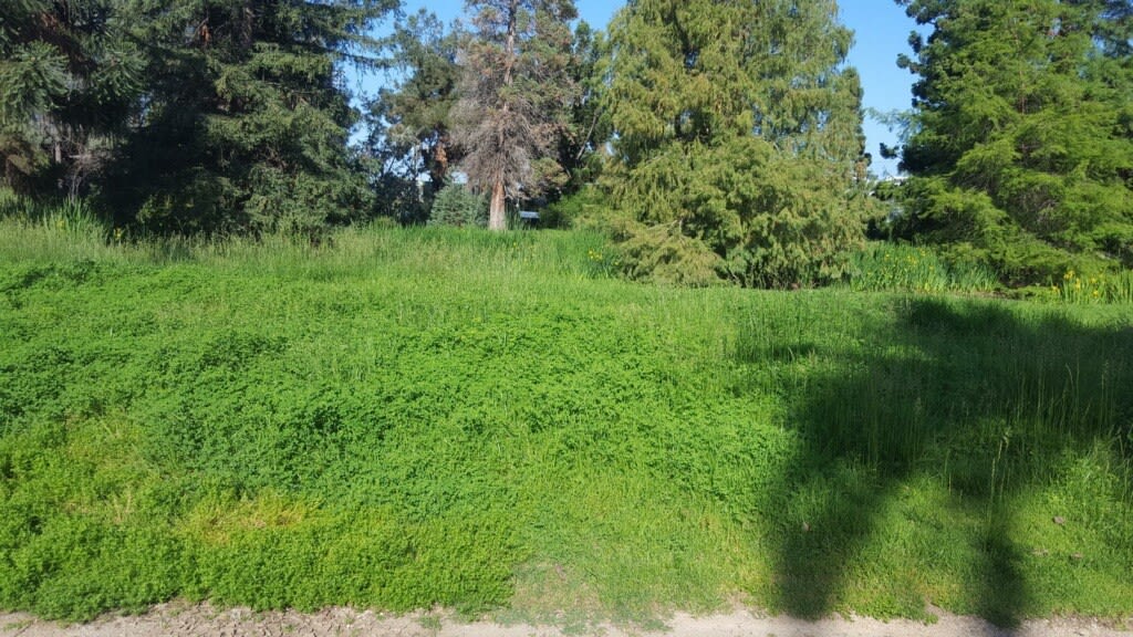 grass and weeds obscuring the pond, pathways narrowed by plant overgrowth and invasive weeds overtaking perennial and mediterranean plantings.