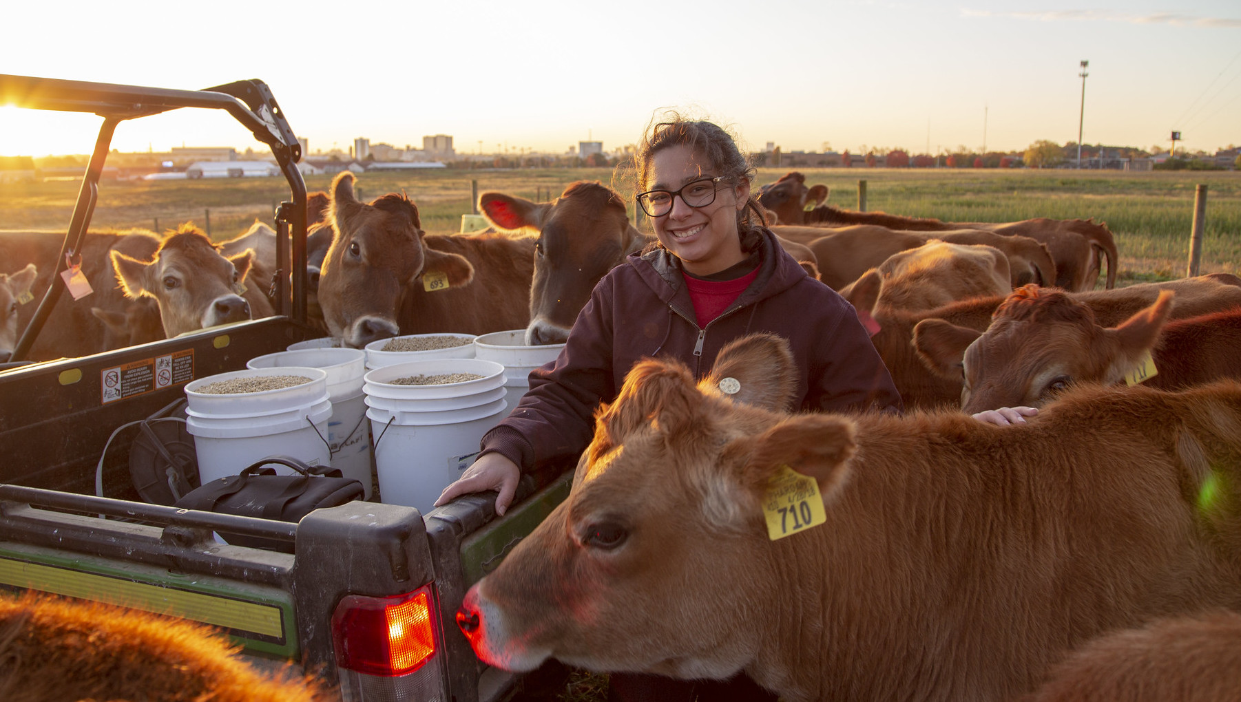 Cattle herd at Waterman