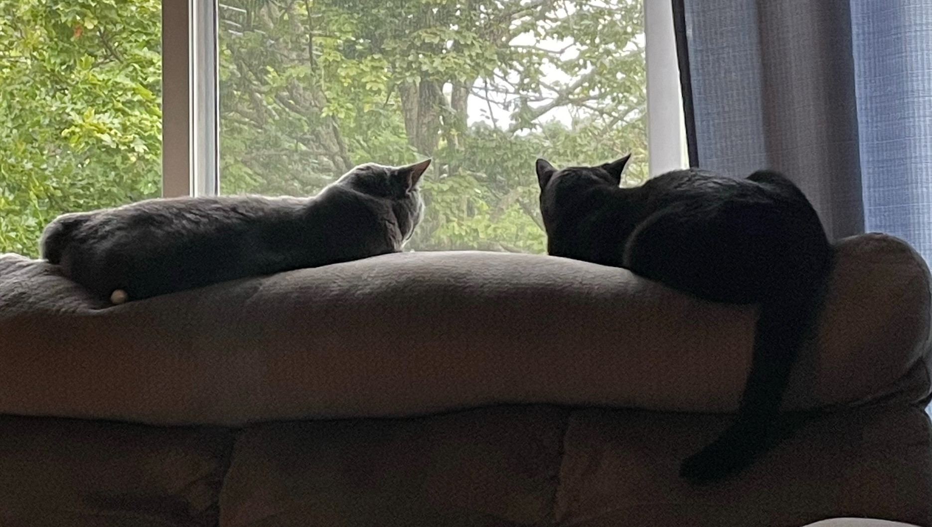 Mykenna's cats Piper and Pita