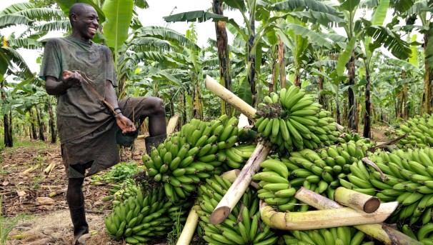 Saving Bananas from Fungal Infection Image