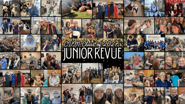 WSU College of Veterinary Medicine Class of 2027 Junior Revue Image