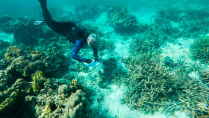 3D Coral Reef Research