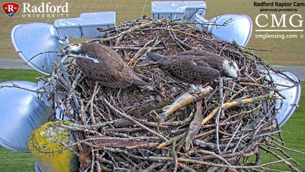 Screenshot from rapture of two Ospreys in nest