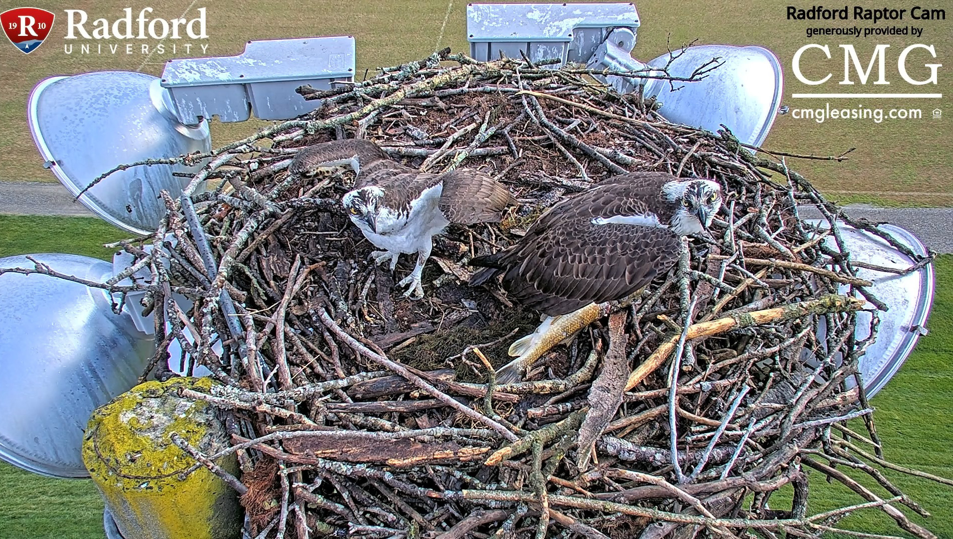 two adult ospreys on nest with one in partial flight