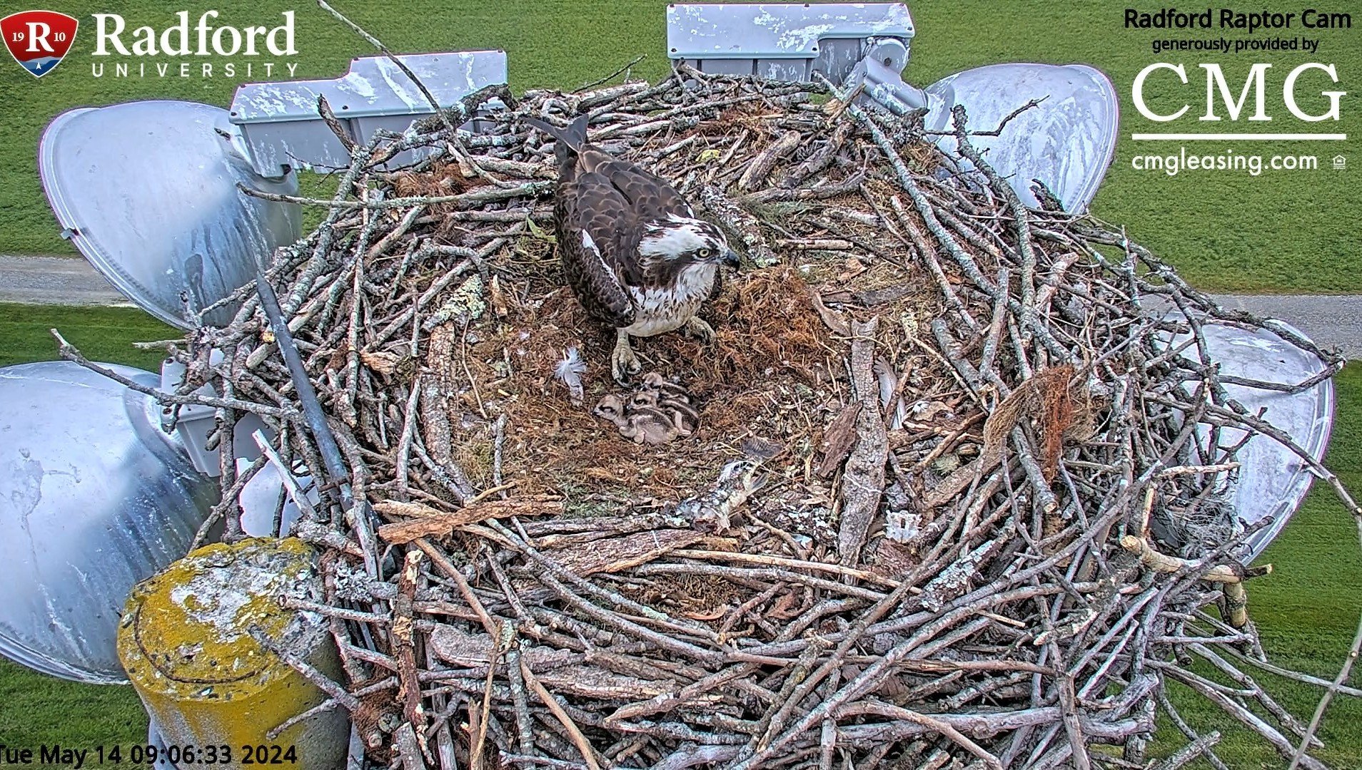 Osprey Adult and 3 chicks