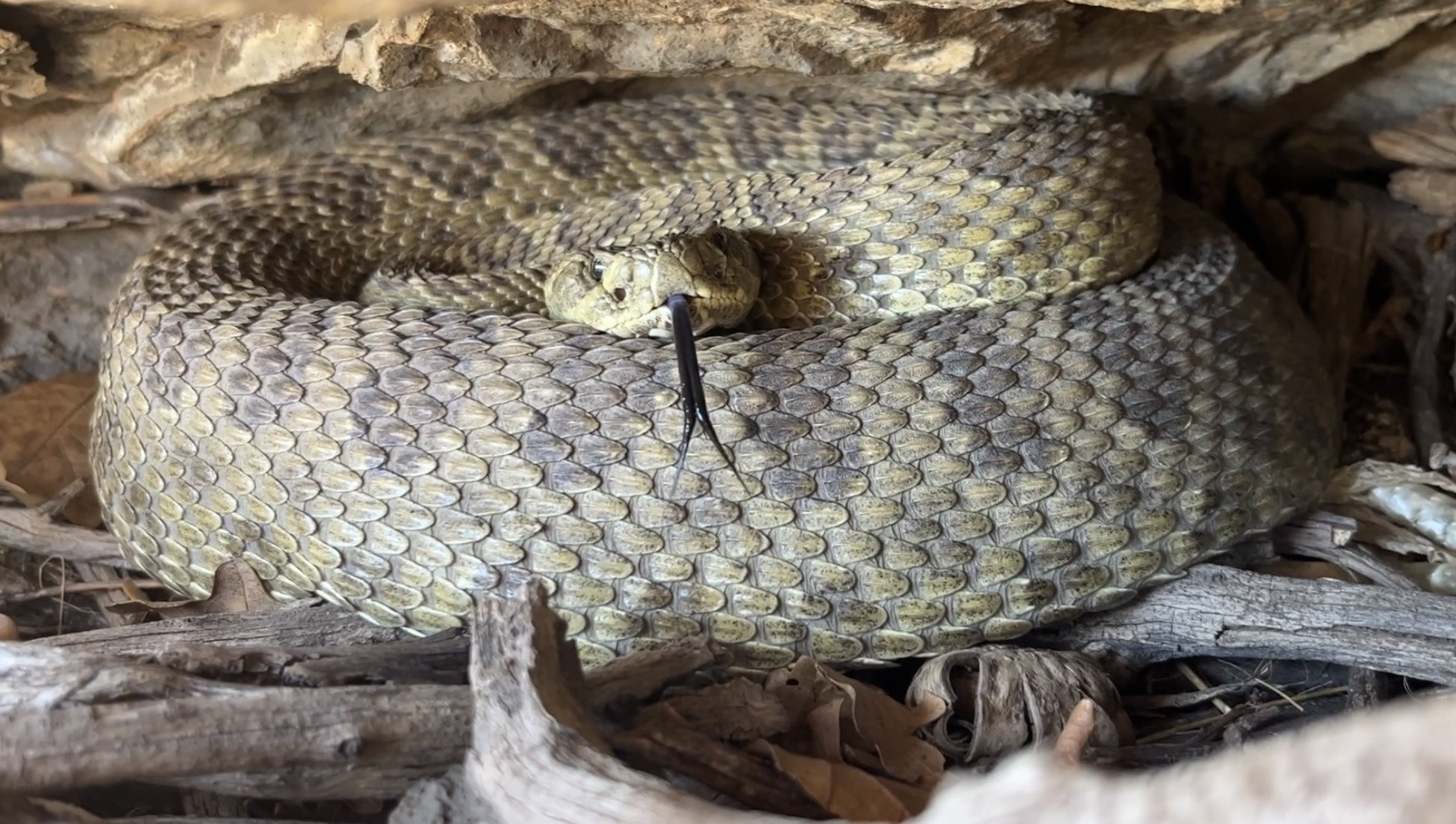 A large male rattlesnake in his den.