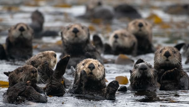 Help our Bio Dept Protect Baby Otters from Oil Spills! (Nov 2020) Image