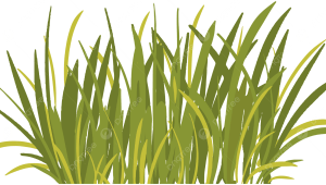 Oklahoma State University Forage Bowl Team