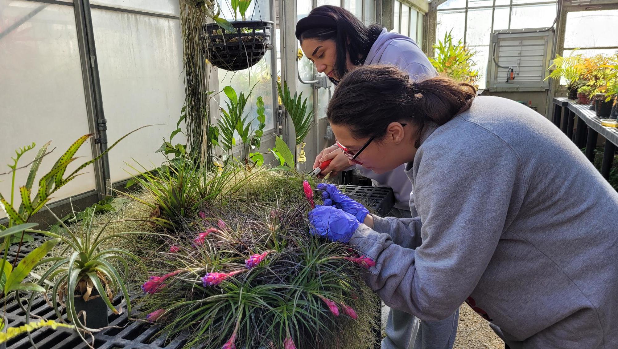 Garden volunteers grooming greenhouse plants