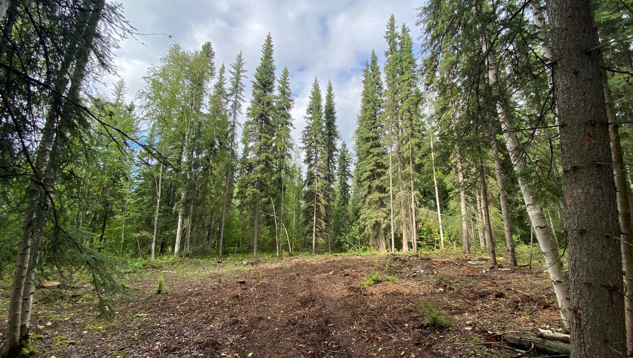The future exhibit site for Bus 142 in the boreal forest (UAMN photo by Angela Linn)