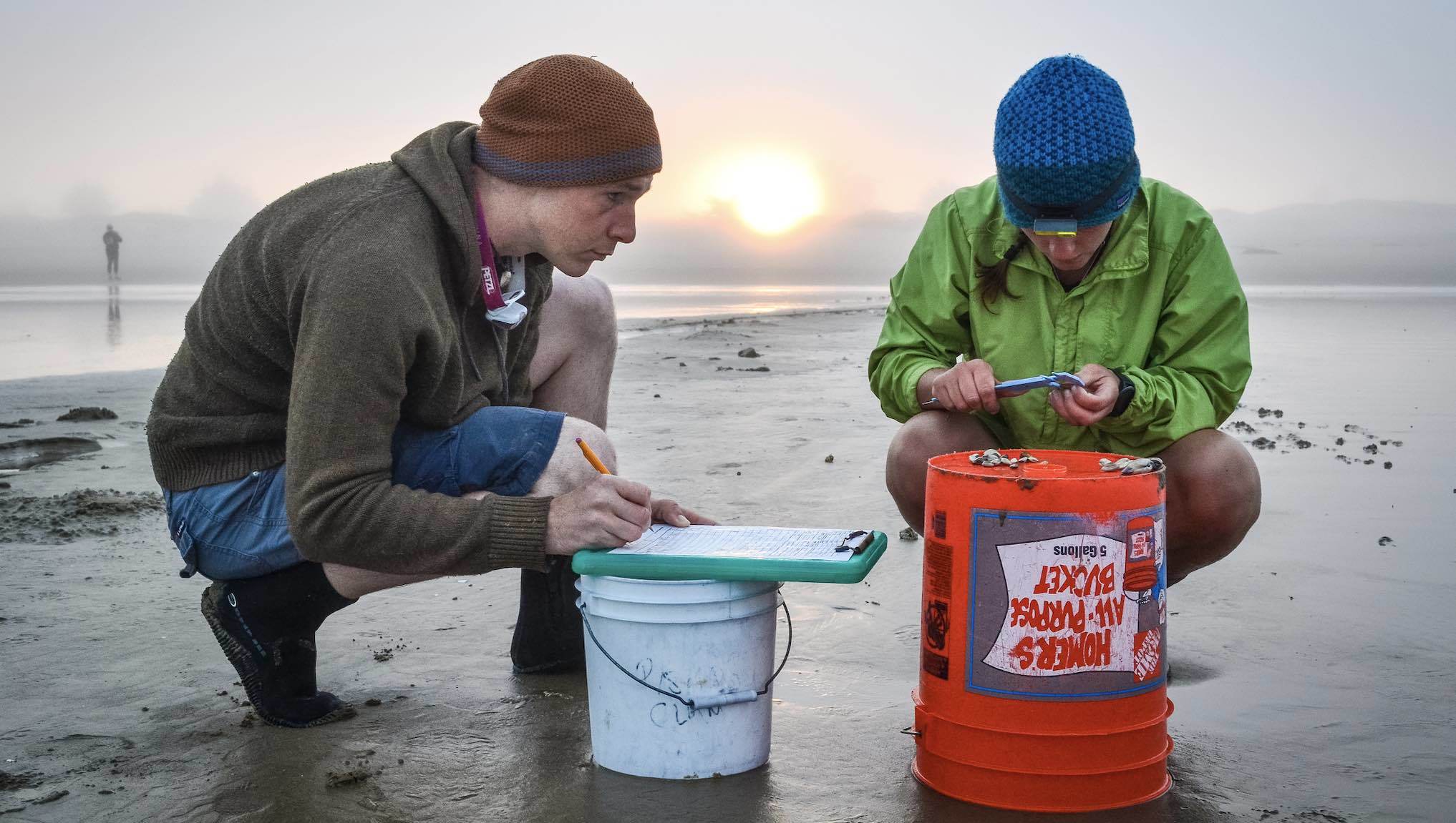 Pismo Clam field research