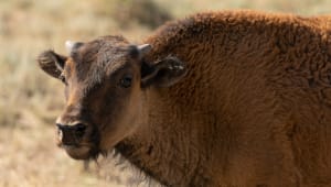 Advocate for a Bison