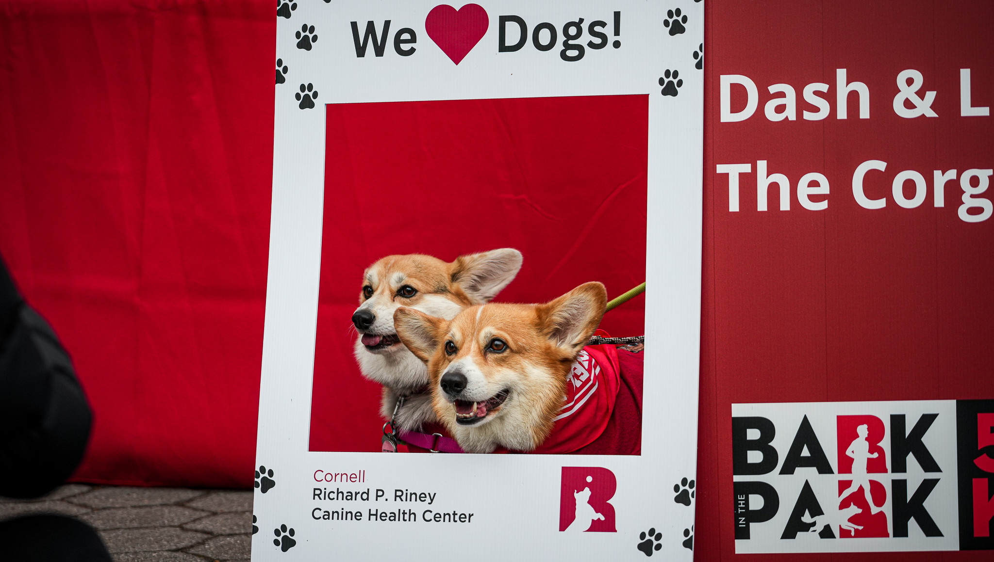 Corgis pose in a Riney frame.