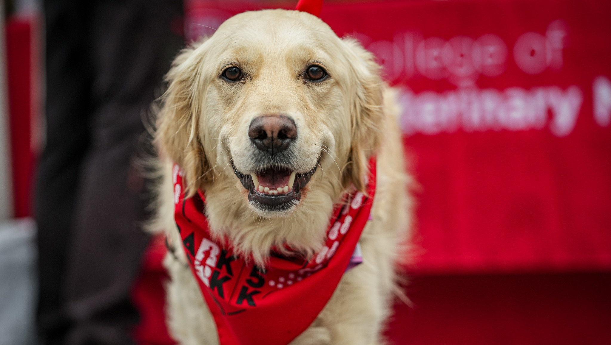 Dog with a red bandana.