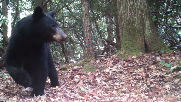 Bear’s Eye View: Support VT’s Bear Camera Collar Research Image