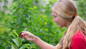 Monarch Butterfly Tracking