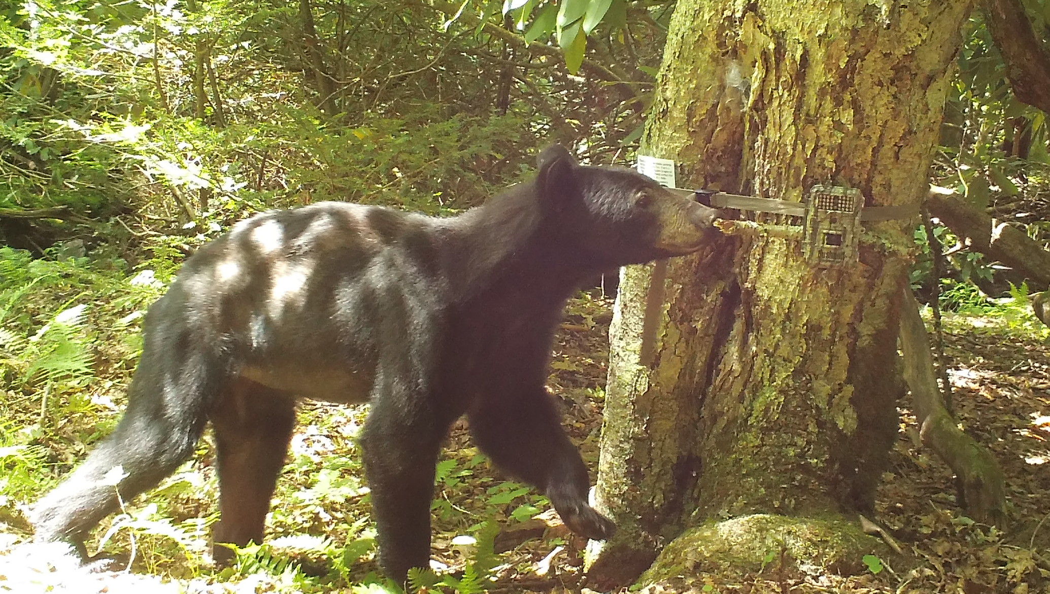 Black Bear Trail Camera