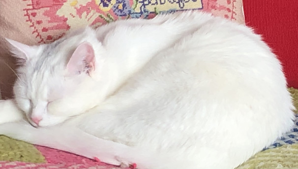 Pets Supporting pwMS Image