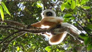 Lemur Conservation